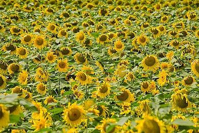 卡普空将在6＆14公布《生化4：重制版》更多内容